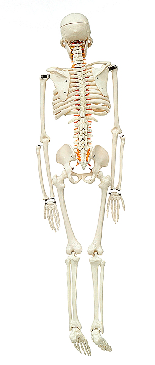  Human Skeleton Without Stand, Model No.: KI- 2114- A